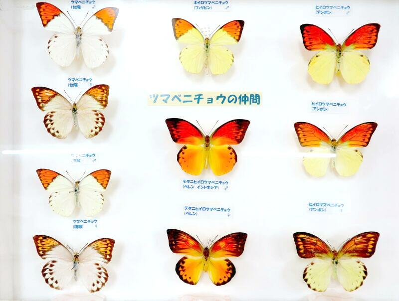 世界の珍蝶・希少蝶（つやま自然のふしぎ館） - 津山瓦版