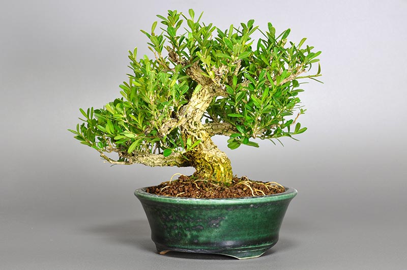 タイワンツゲ-A（たいわんつげ・台湾黄楊・ツゲ・つげ・柘植）実もの