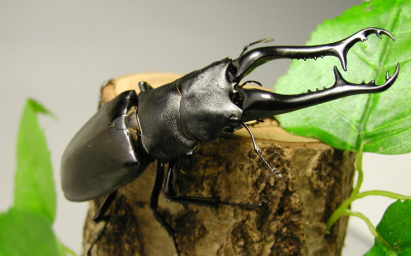 ギラファノコギリクワガタ ｜ ドルクスダンケ