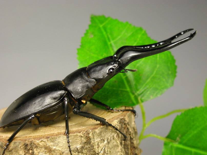 ギラファノコギリクワガタ ｜ ドルクスダンケ