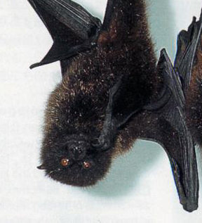 オガサワラオオコウモリ | 自然環境・生物多様性 | 環境省