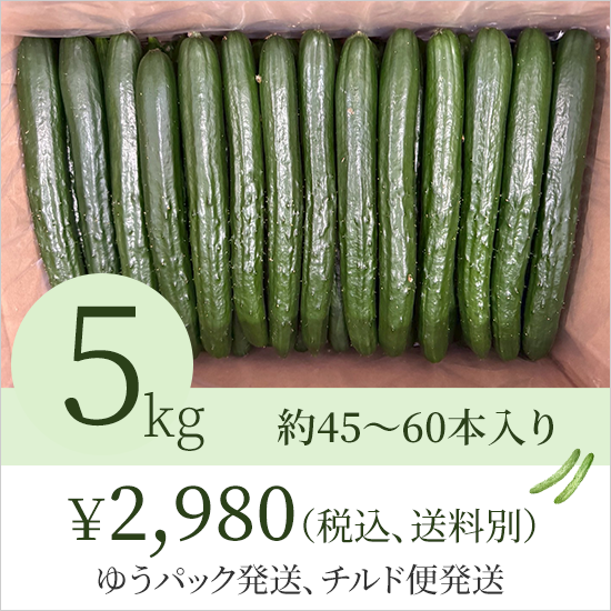 きゅうりについて | 宮崎県のきゅうり農園なら【縁Doふぁーむ】