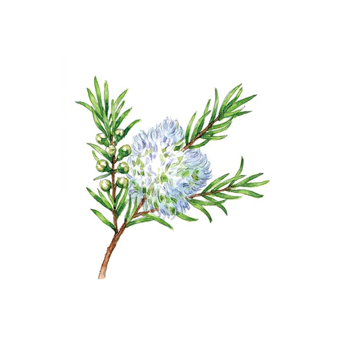 ハーブ専門店「enherb（エンハーブ）」公式WEBサイト ティートゥリー