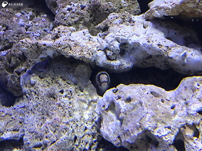 ウツボ好きトリーターのウツボの話 14 | えのすいトリーター日誌 | 新