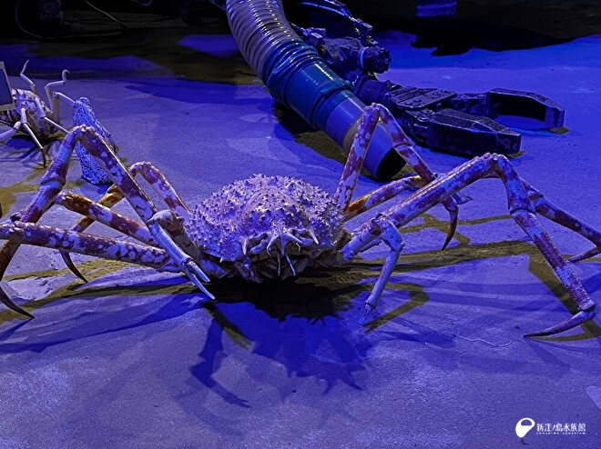 関節が動く標本に | えのすいトリーター日誌 | 新江ノ島水族館