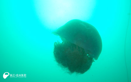 9は 9ラゲの 9～（その 5）「クラゲ」の語源 | えのすいトリーター日誌