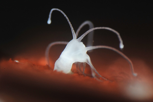 クラゲサイエンス | 展示 | 新江ノ島水族館