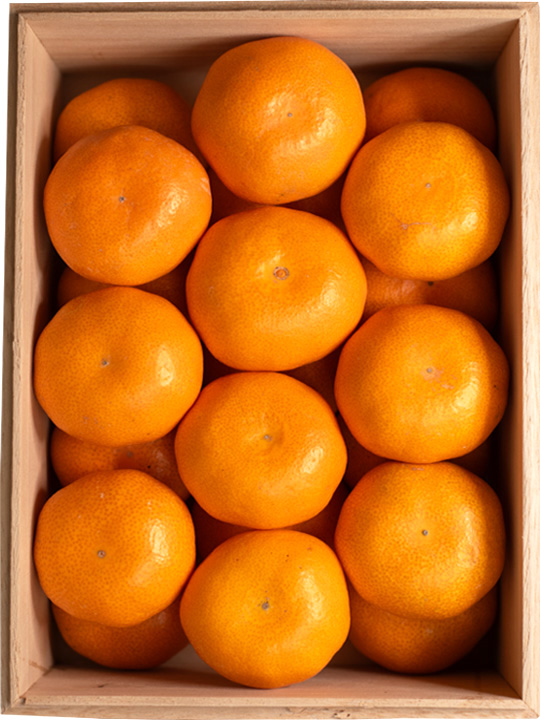 木熟201みかん 24個入り | 高級フルーツギフト | 翠然フルーツ