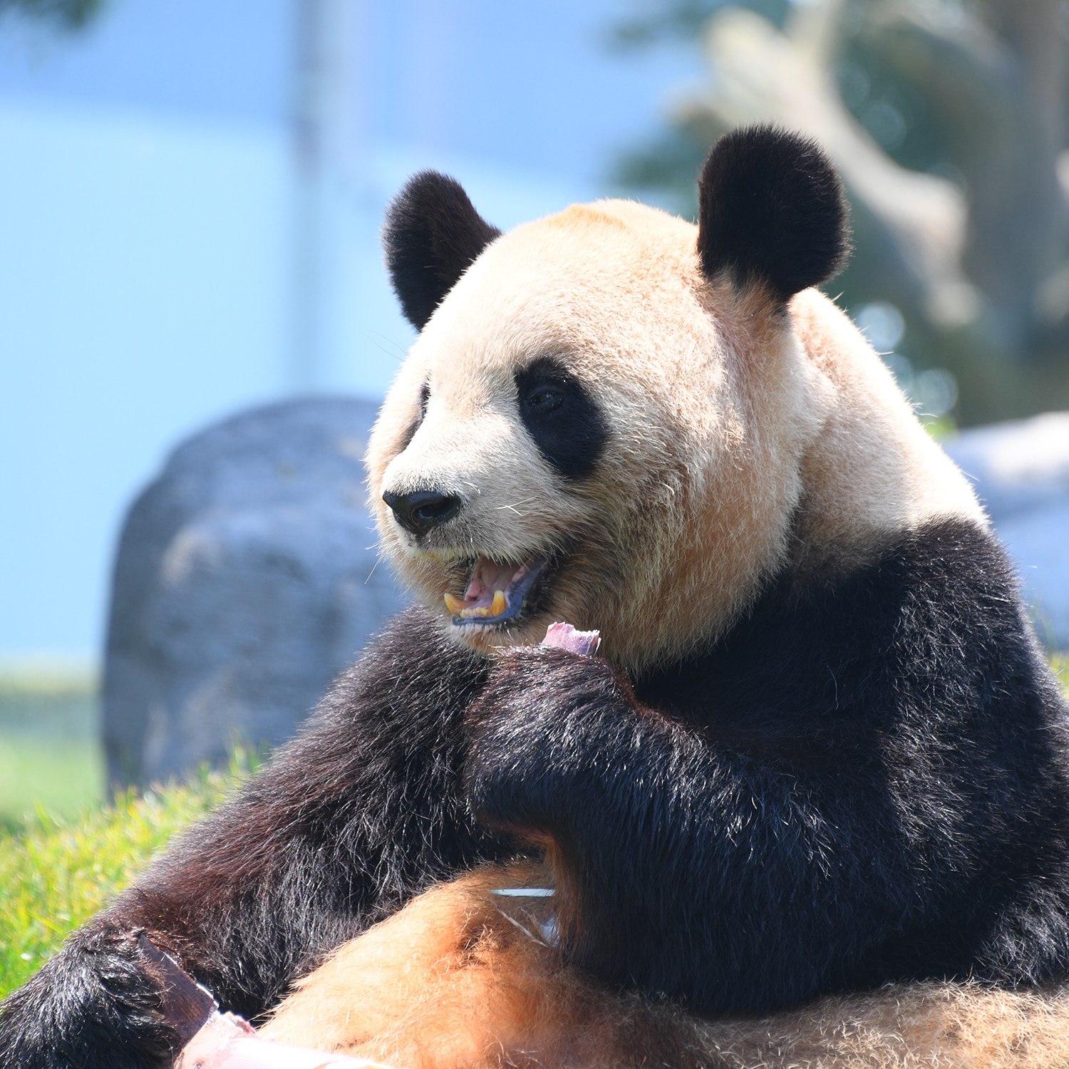 アドベンチャーワールド公式動物で選ぶ/パンダオンラインショップ