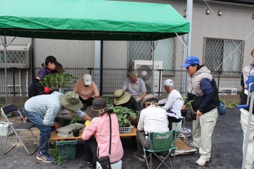 ひまわりde元気と笑顔プロジェクト2025～摘芯・定植～ - おしらせ - 水