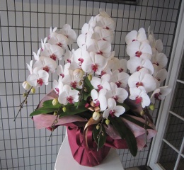 大輪 紅白胡蝶蘭 5本立て 65輪前後「Couleur de fleur