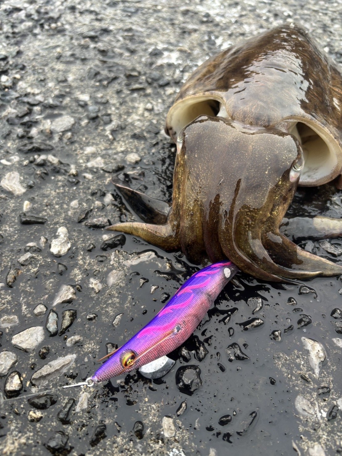 WILDCHASE 3.5号シャロー [特注:かめや釣具] - EGI MANIACS