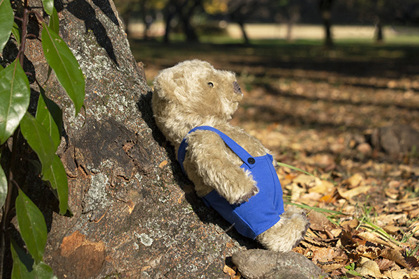 送料無料）くまの子ウーフ×シュタイフ ぬいぐるみ | 絵本ナビ | グッズ