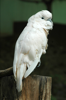 第222回 希少種の違法取引にH25年7月2日から罰金1億円！（環境省自然