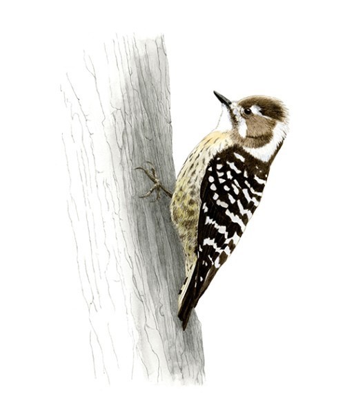 Bird｜三反栄治ボタニカルアート