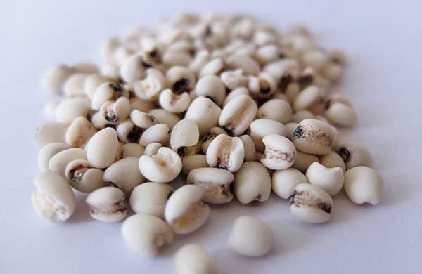 新商品】サステナブル原料×発酵の恵み | エルセラーン化粧品