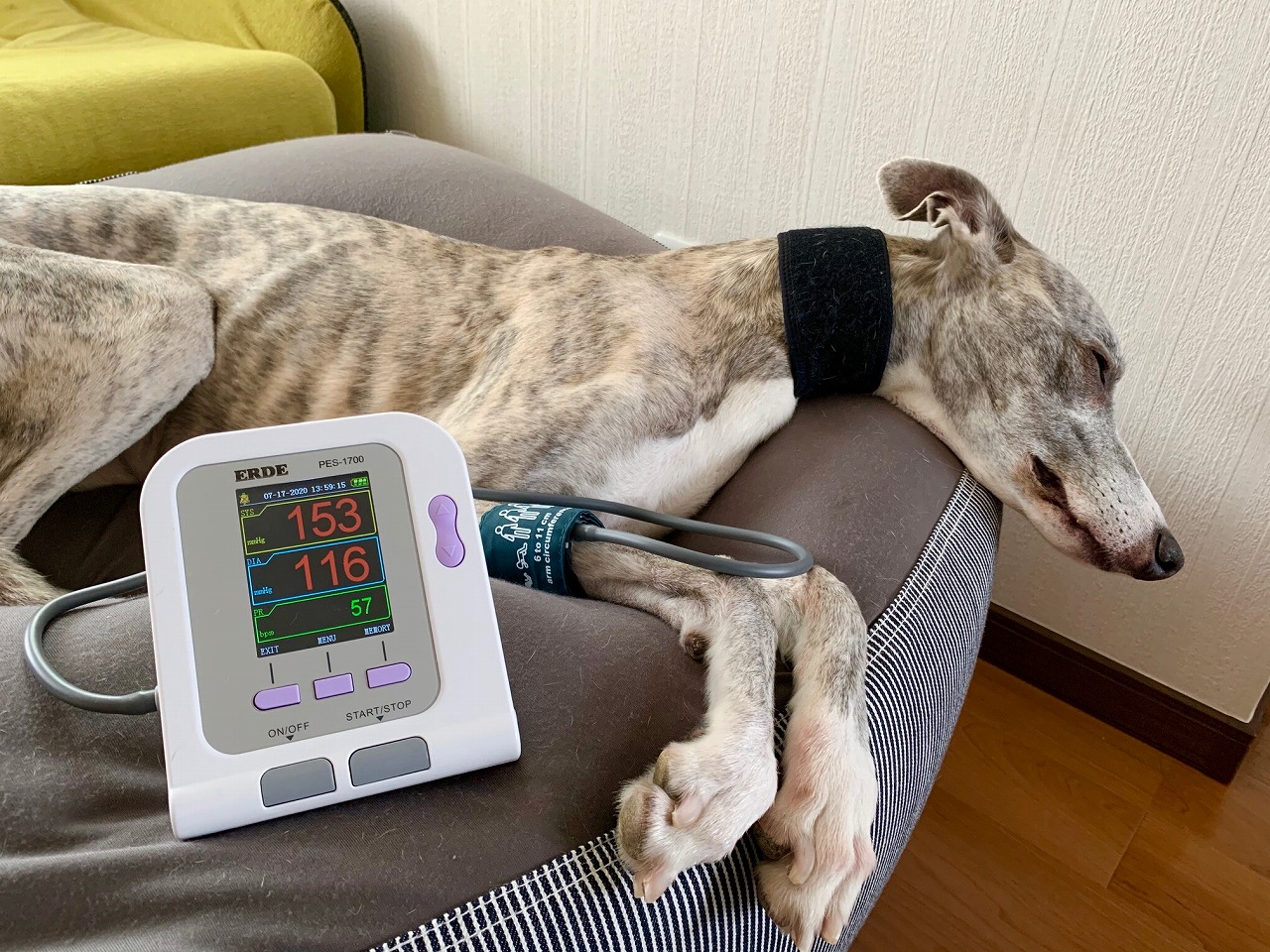 エルデ ペットの血圧計 / TOPページ