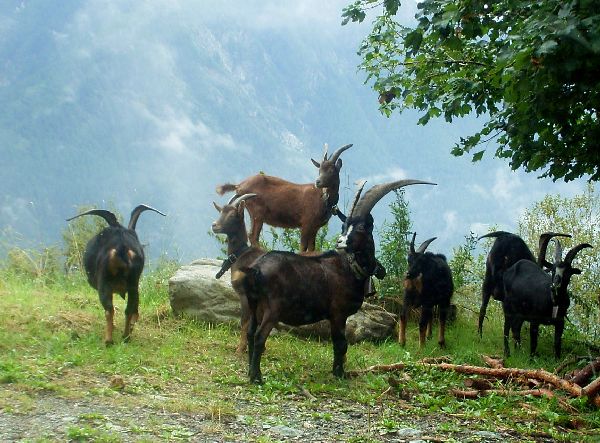 羊/ひつじ/Sheep、山羊/やぎ/Goat、仲間(アイベックス/Ibex、シャモア