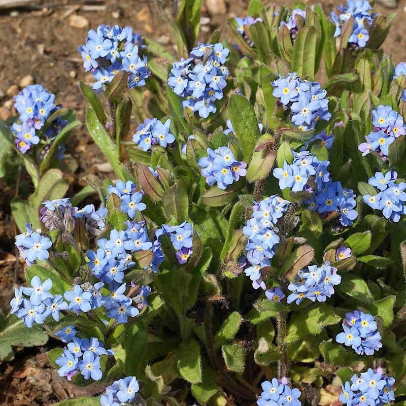 Myosotis Sylvatica (Forget Me Not) Seeds | Everwilde Farms