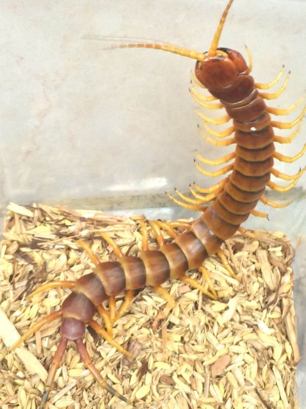 ペルビアンジャイアントオオムカデ 販売 大阪 エキゾチックサプライ