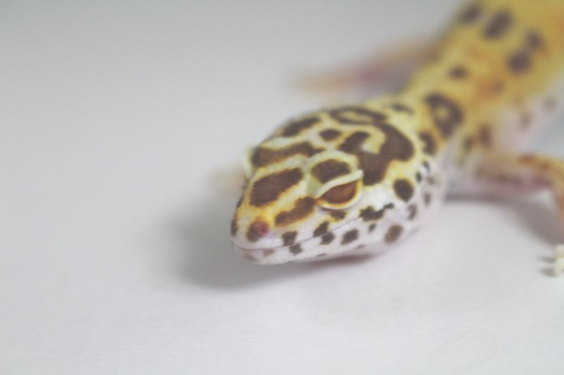 ベルエニグマ ヒョウモントカゲモドキ レオパ 販売 大阪 エキゾチック