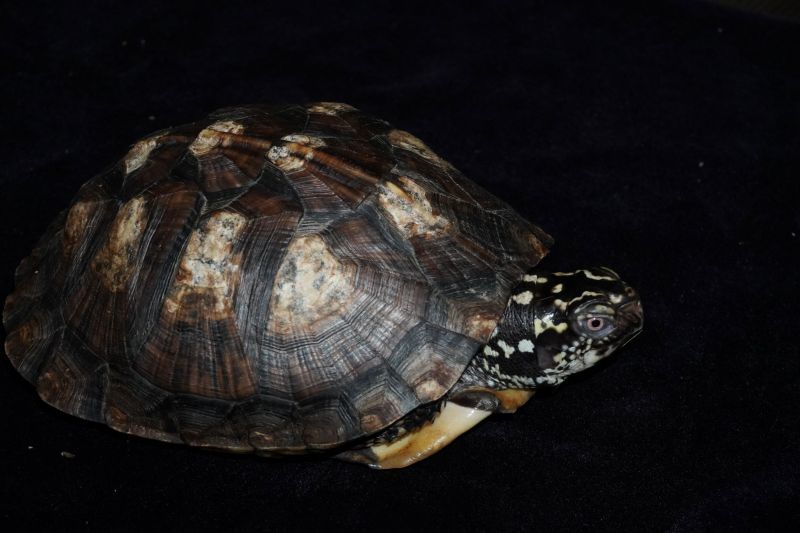 トウブハコガメ C個体 販売 エキゾチックサプライ 大阪