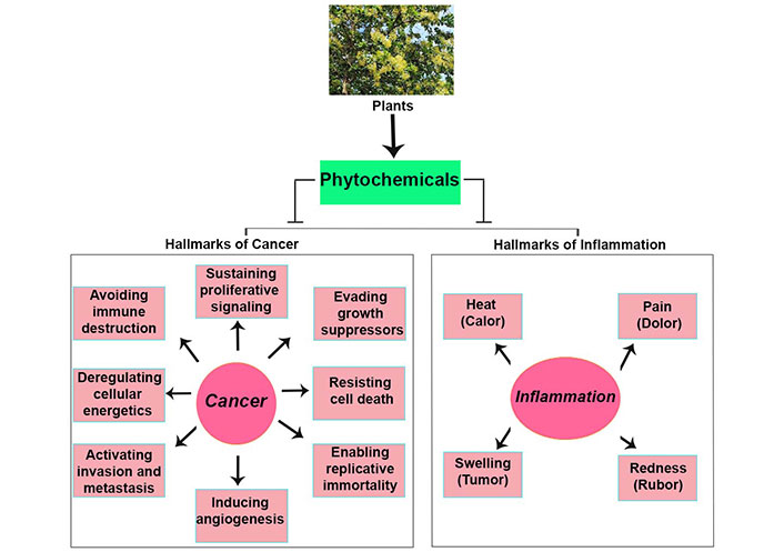 Unlocking nature's pharmacy: an in-depth exploration of