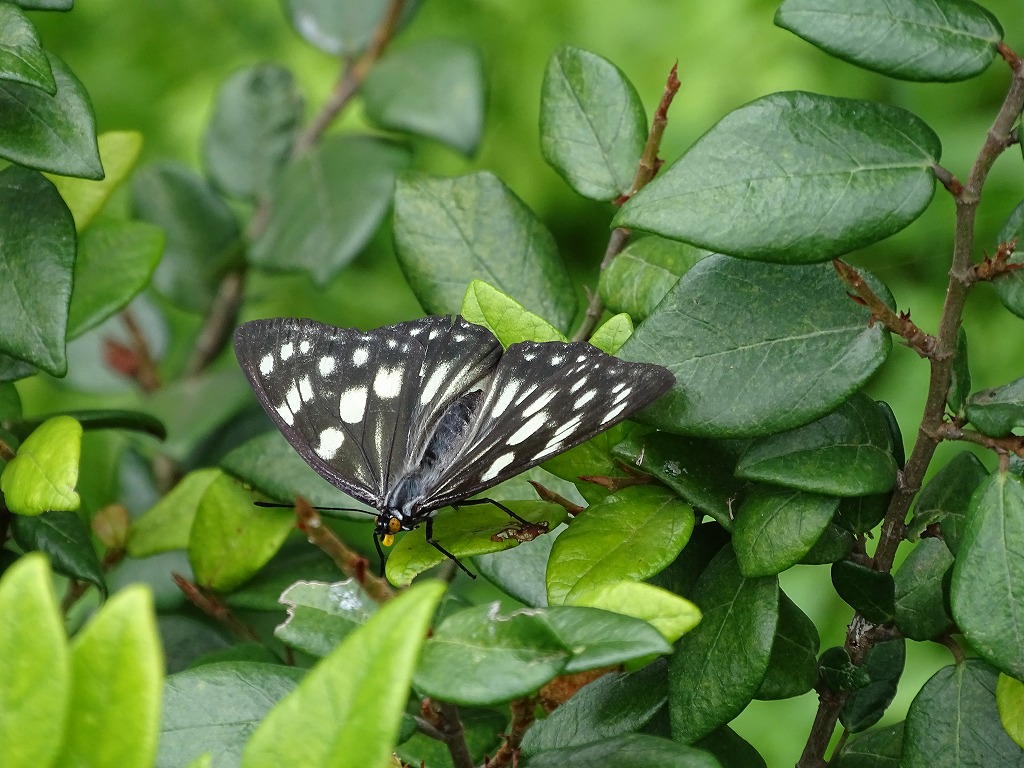 まめゴマ 蝶の飾り付き 新道工房】染付蝶形向付 – うつわ御結