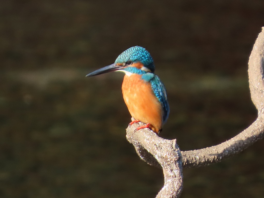 冬のカワセミ - ［公式］水前寺江津湖公園｜熊本市の公園［公式