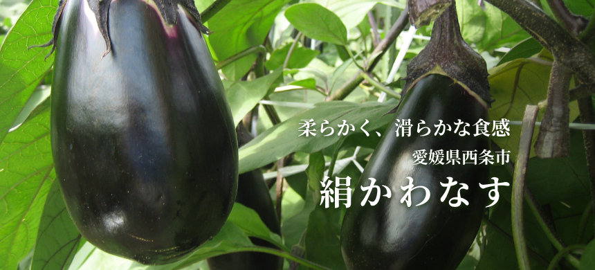 愛媛県「絹かわなす」 | フードアルチザンのおすすめ | フードアルチザン