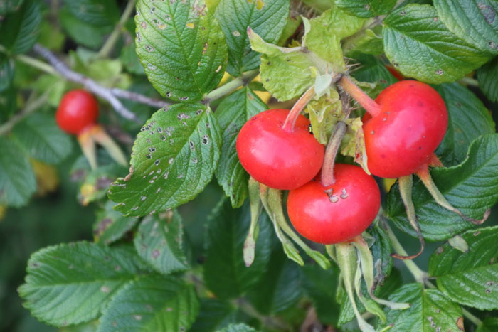 樹木シリーズ161 ハマナス(ハマナシ) | あきた森づくり活動サポート