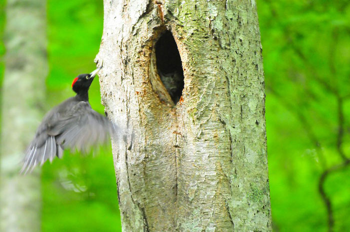 野鳥シリーズ34 クマゲラ | あきた森づくり活動サポートセンター