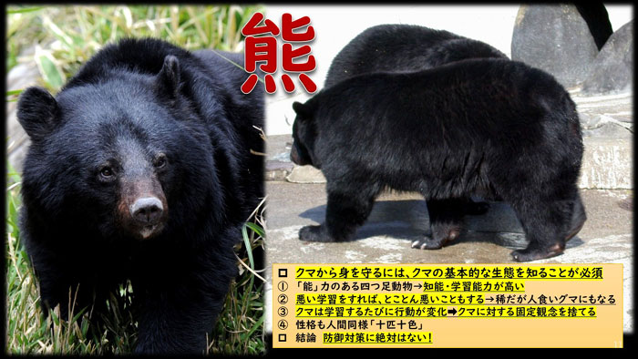 ツキノワグマの生態と対策 | あきた森づくり活動サポートセンター