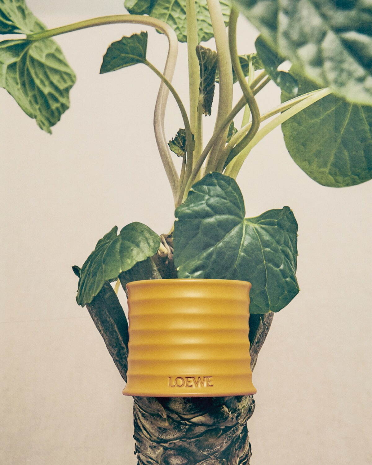 ロエベ パルファムに「ワサビ」の新たな香り、“爽やか＆スパイシー”な