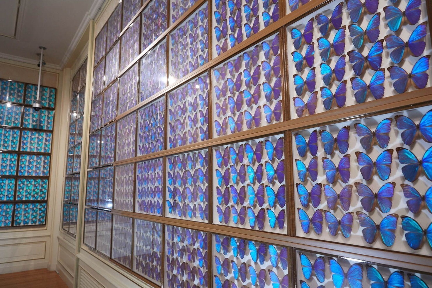 世界一美しい昆虫展2021」ハウステンボス美術館で、1千匹の“モルフォ蝶