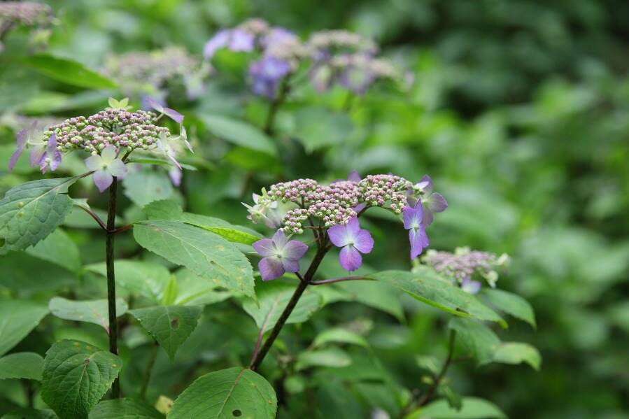 虹色に輝く「クリスタルガラスのあじさい」箱根ガラスの森美術館で、70