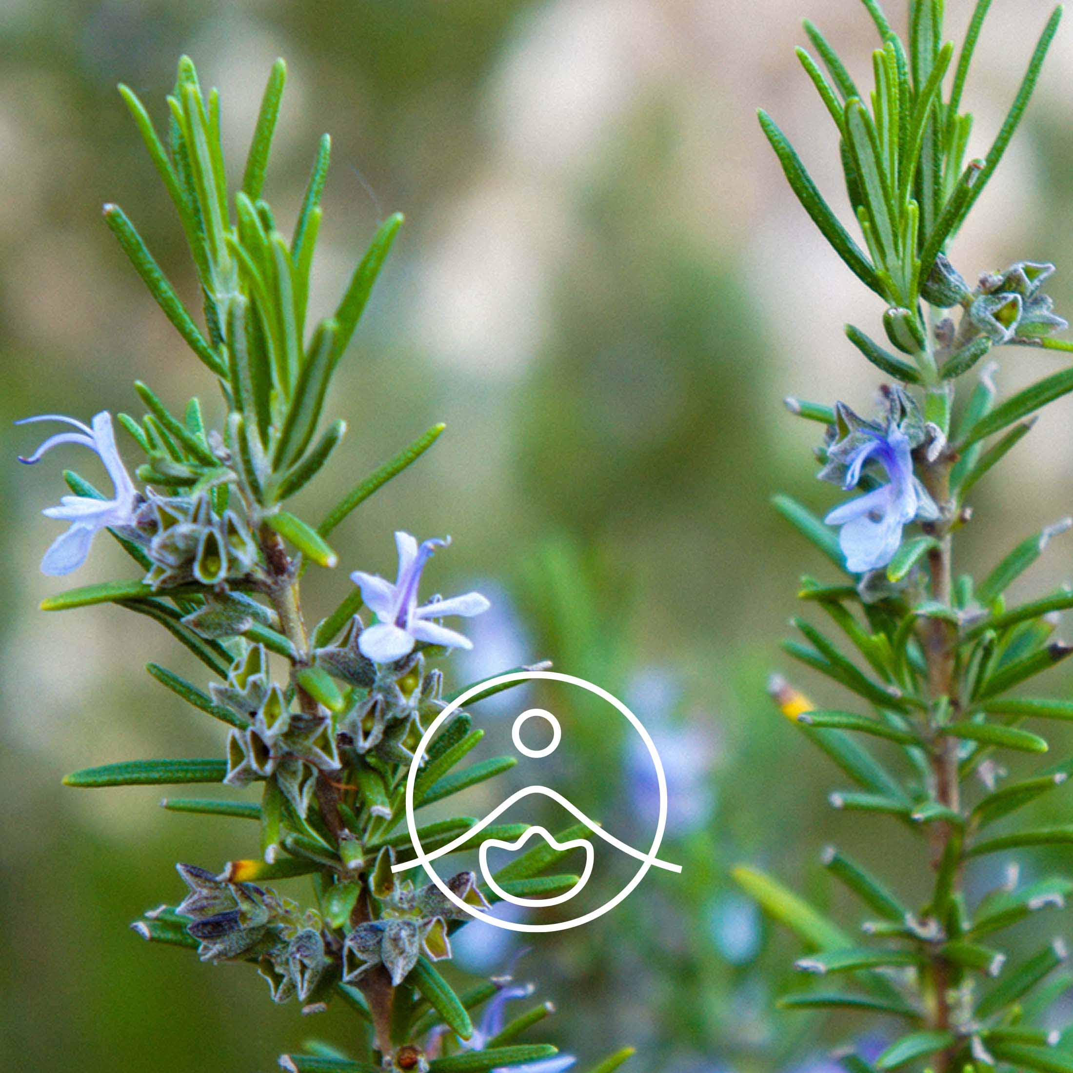 ローズマリーシネオール（オーガニック）｜エッセンシャルオイル（精油