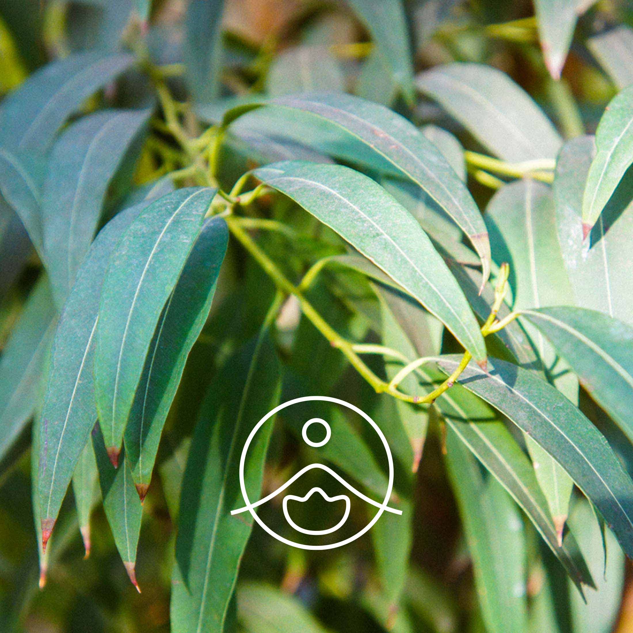 ユーカリラディアータ（オーガニック）｜エッセンシャルオイル（精油