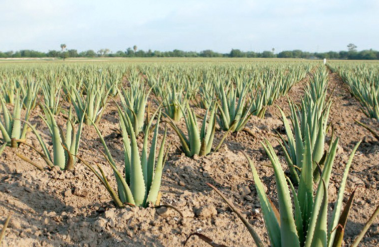 おしえて！アロエベラ ｜ フォーエバーリビングプロダクツ ジャパン