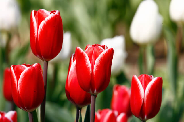 チューリップ | フラワーパークかごしま