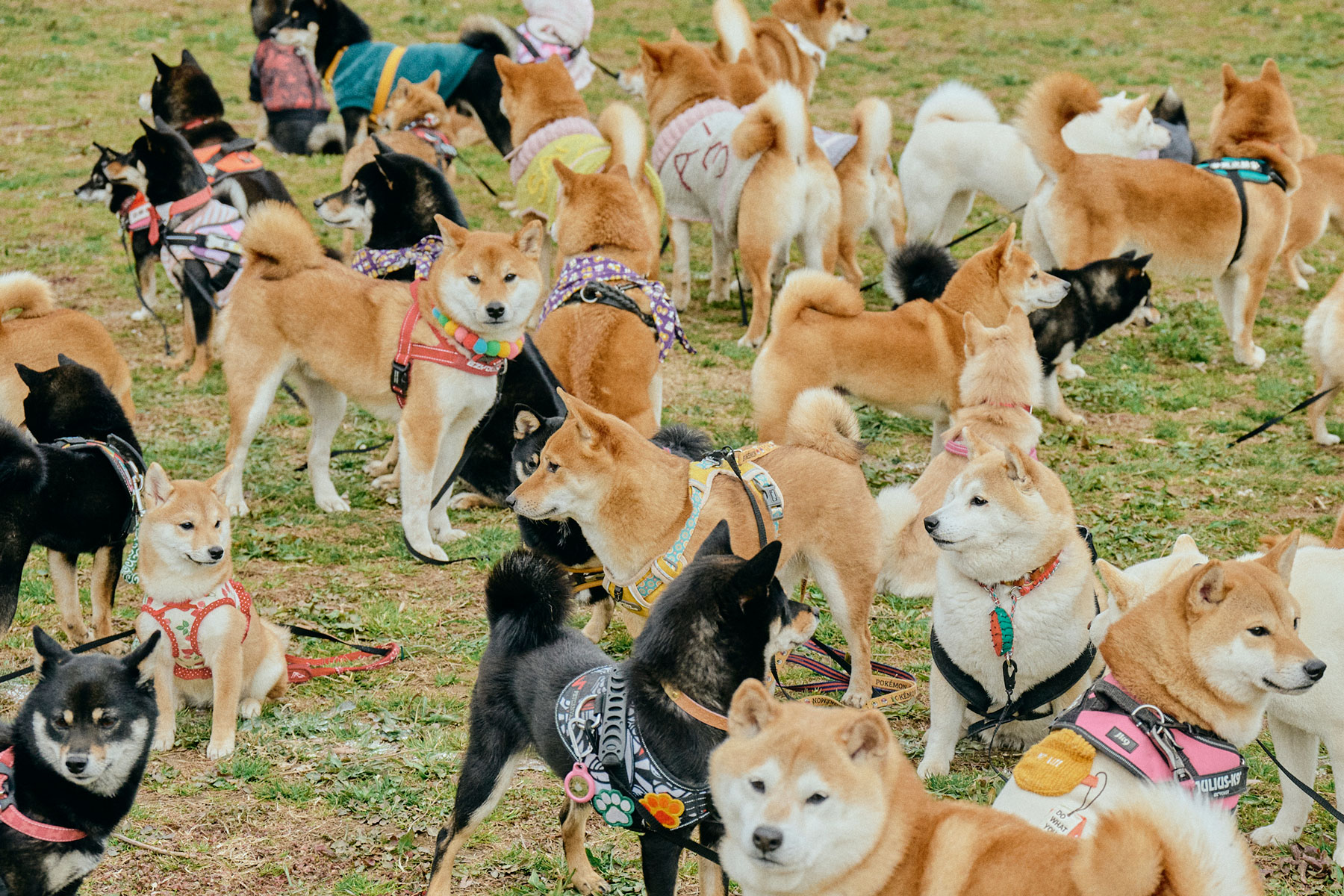 犬まみれ撮影会(Shiba) | BLOG | フリーステッチ free stitch