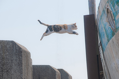 11/1 鹿島「ワンダーニャンド」開催のお知らせ | KAWASAKI FRONTALE