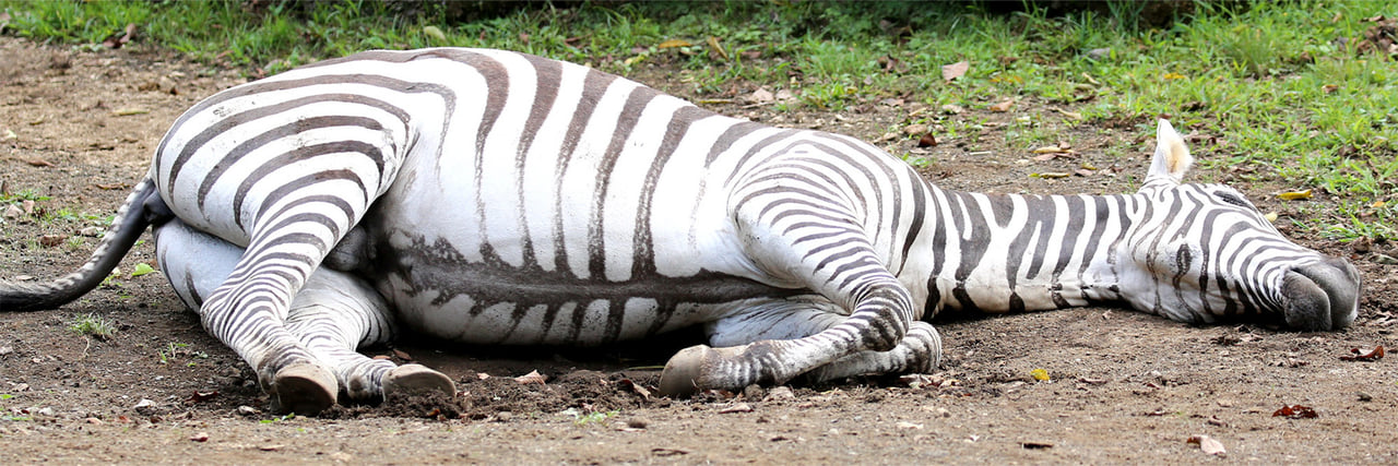 シマウマ - 富士サファリパーク 公式サイト