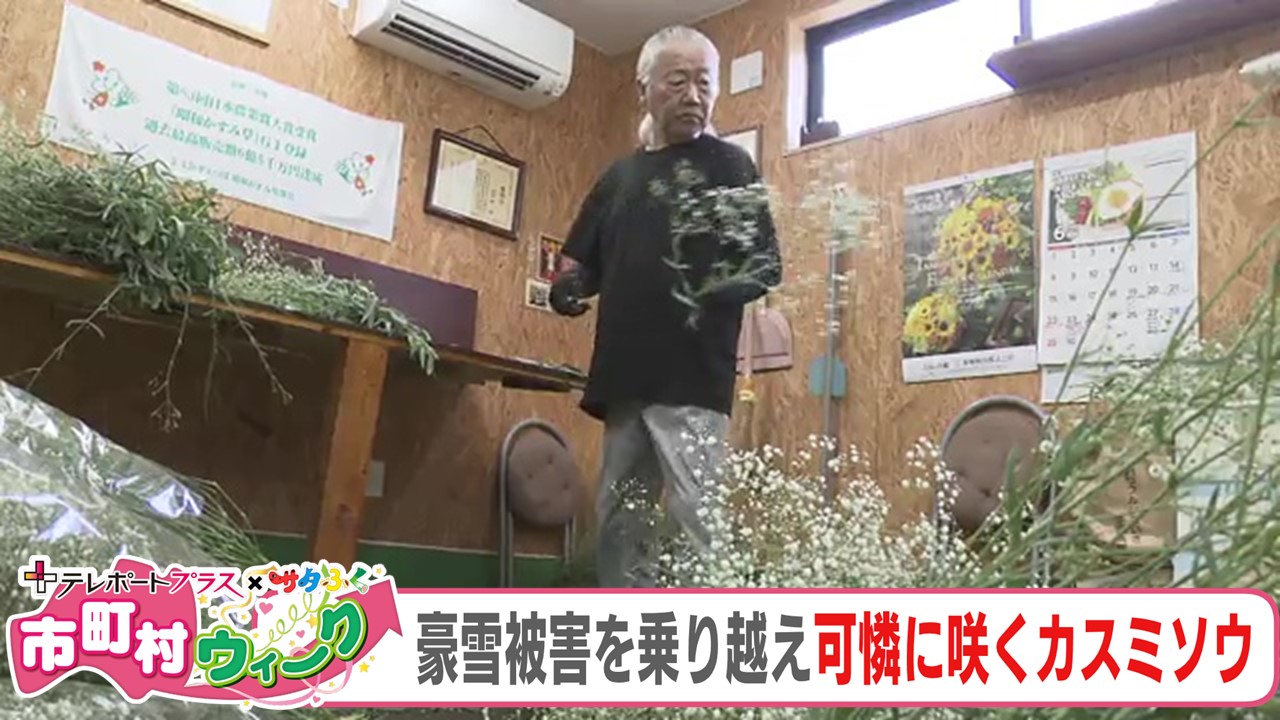 豪雪被害を乗り越えて 出荷量日本一を誇るカスミソウ 村の宝を守るため