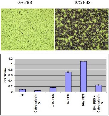 上皮細胞や繊維芽細胞などの細胞遊走定量に | CytoSelect 24-well Cell