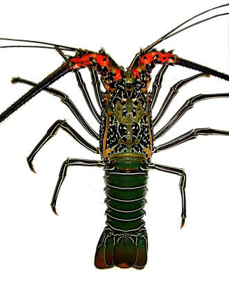 知恵の輪-エ ビ （ゴシキエビ）