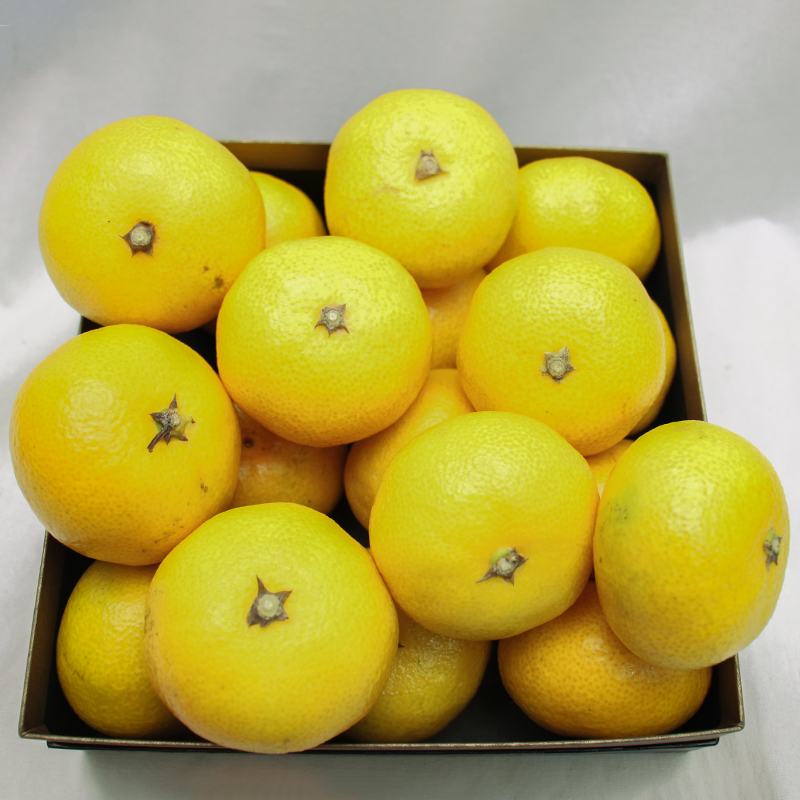 みえの一番星 三重産 超極早生温州みかん | G-Callショッピング