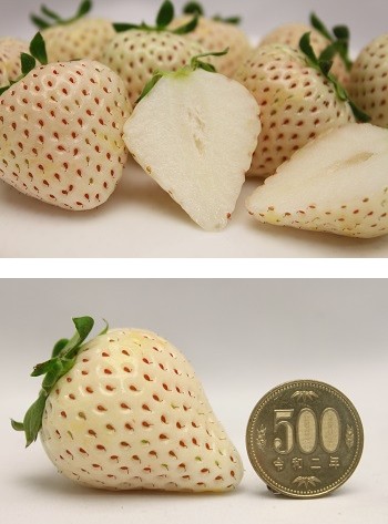 佐賀産白いちご 雪うさぎ | G-Callショッピング