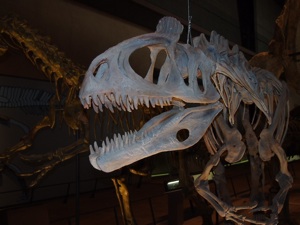 クリオロフォサウルス