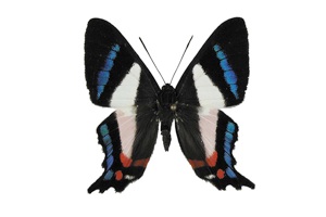 ミイロシジミタテハ (オス)